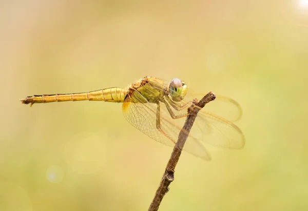 Dicht Bij Detail Van Libelle Libelle Afbeelding Wild Met Wazige — Stockfoto