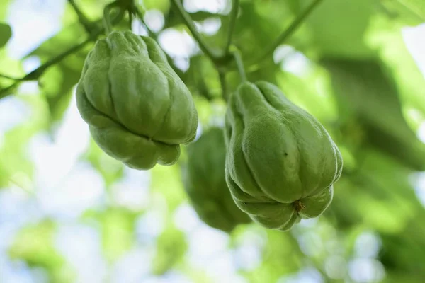 Chayote (Sechium edule) - 