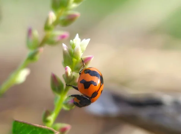 Vahşi doğada küçük kırmızı böcekler, Coccinella Transversalis veya Transerve uğur böceği