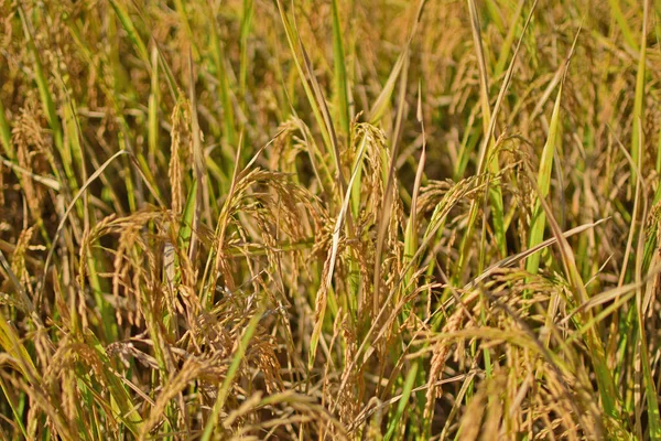 Risfält Närbild Risfrön Risväxter Redo Att Skördas — Stockfoto