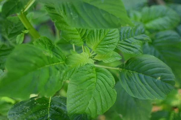 Ispanak - ıspanak yaprakları, taze ıspanak yaprakları, ıspanak yaprakları hasat için hazır.