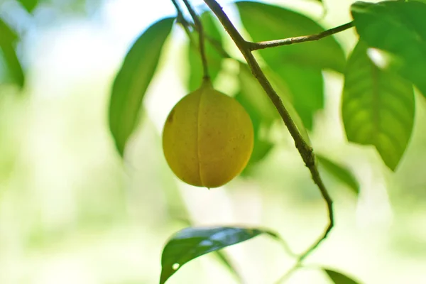 Nootmuskaat Fruit Plant Nootmuskaat Geïsoleerd Nootmuskaat Klaar Geoogst Worden — Stockfoto