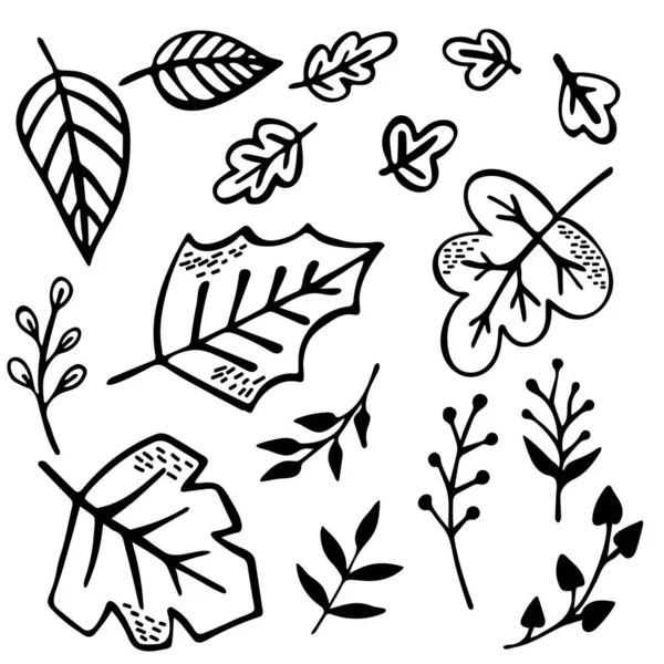 Leaves Branches Hand Drawn Set Black White Drawings White Background — Stock Vector