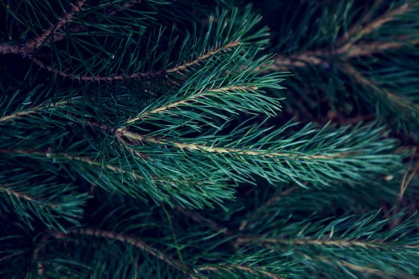 松の木の緑の枝の背景 — ストック写真
