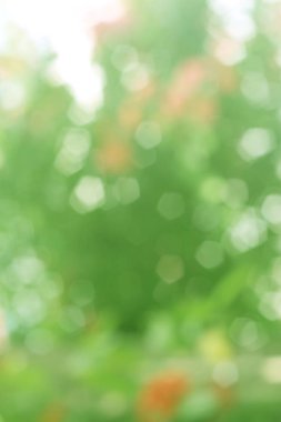 Yeşil bokeh arka plan, doğal Bokeh, güzel bokeh soyut. Bulanık Noel bokeh arka plan.