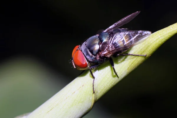 Csapást Fly Fly Dög Bluebottles Greenbottles Vagy Fürt Fly — Stock Fotó