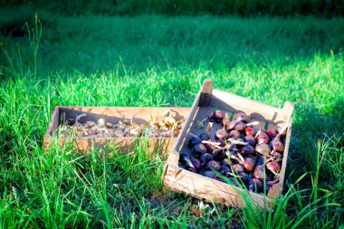 Olgun soğan mezarda güneşte kurutulur