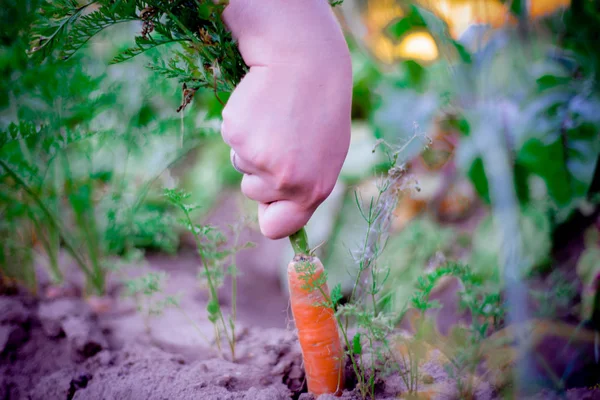 Carrots are pulled out of the earth — Stock Photo, Image