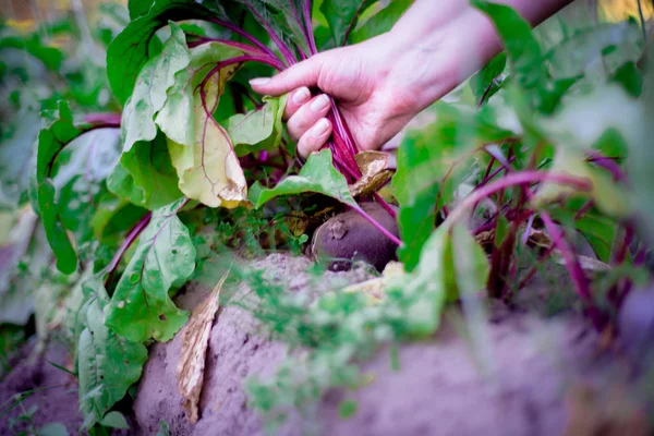 The beets grow on the bed — Stock Photo, Image