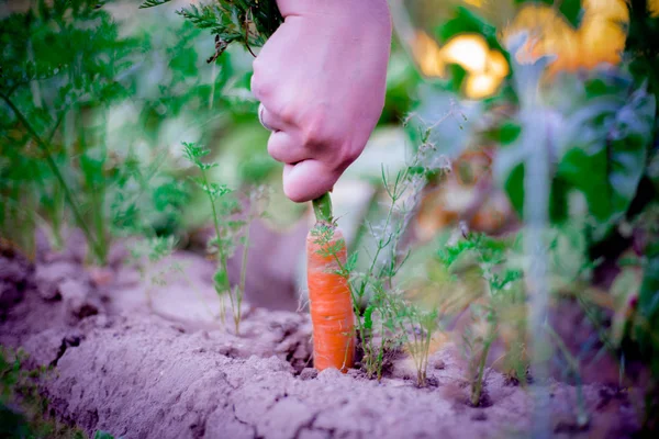 Carrots are pulled out of the earth — Stock Photo, Image