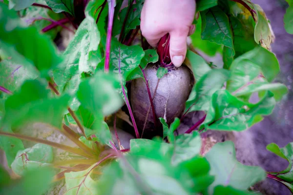 The beets grow on the bed — Stock Photo, Image