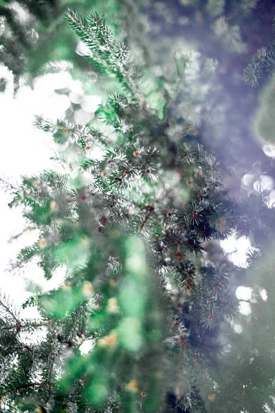 Aşağıdan Noel ağacının fotoğraf