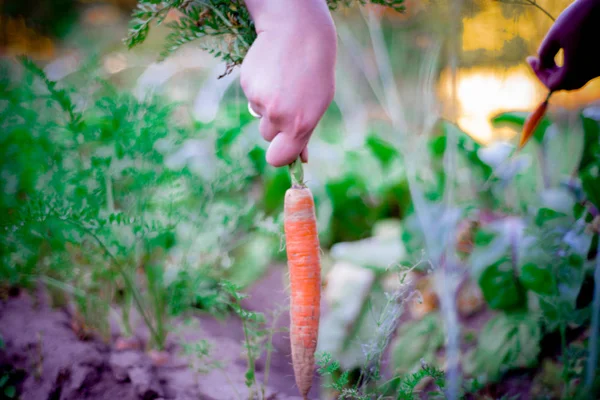 Carrots are pulled out of the earth — Stock Photo, Image