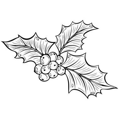 Üç yaprak ve böğürtlenli Holly şubesi, geleneksel Noel sembolü, tebrik kartı, baskı ve mevsimsel tasarım için ideal. Elle çizilmiş taslak biçiminde vektör illüstrasyonu. Çizgi sanatı beyazda izole