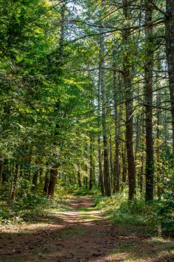Pearl Hill Eyalet Parkı 'nda Eylül öğleden sonra. Şehir merkezinde.