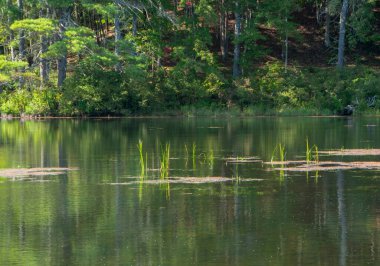 Pearl Hill Brook Gölü 'nün manzarası Massachusetts' teki Pearl Hill Eyalet Parkı 'nda.