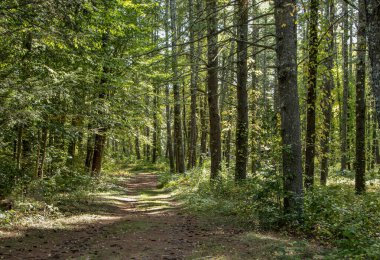 Pearl Hill Eyalet Ormanı 'nda, Massachusetts' te bulunan toprak bir yol.