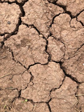 Nisan 2025, Kuzey Yorkshire, İngiltere, İngiltere 'de şiddetli kuraklık nedeniyle topraktaki çatlaklar