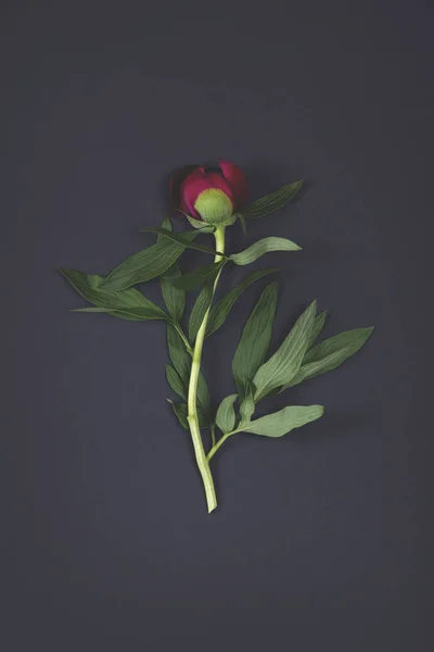 Beautiful peony flower on dark background. — Stock Photo, Image