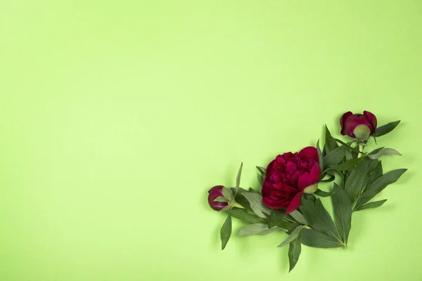 Flores de peônias no fundo verde com espaço de cópia . — Fotografia de Stock