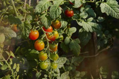 Bahçede büyüyen şube kırmızı ve yeşil kiraz domates. Kopya alanı.