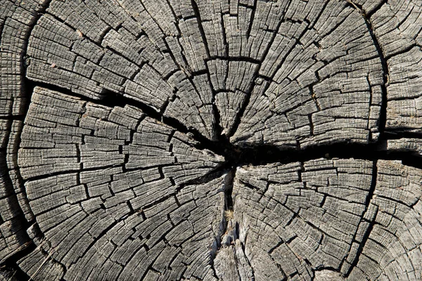 Old cracked tree trunk textured background. — Stock Photo, Image