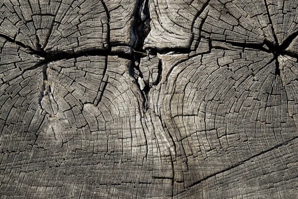 Wood texture of old grunge tree. Wooden background. — Stock Photo, Image