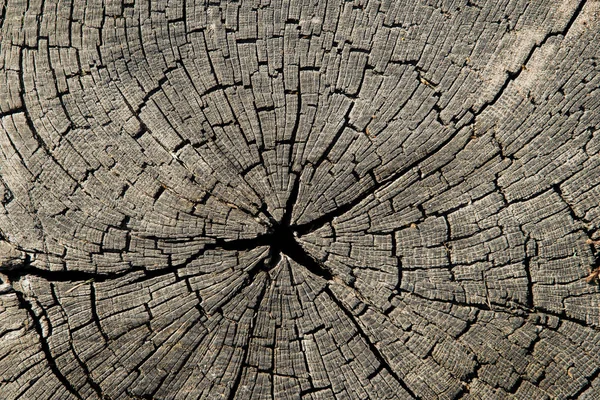 Old cracked tree trunk textured background. — Stock Photo, Image