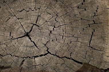 Yaşlı ağaç gövde dokulu arka plan kırık.