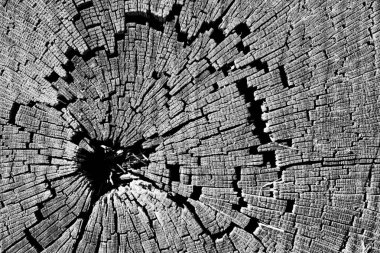 Eski siyah beyaz ağaç gövde dokulu arka plan kırık.