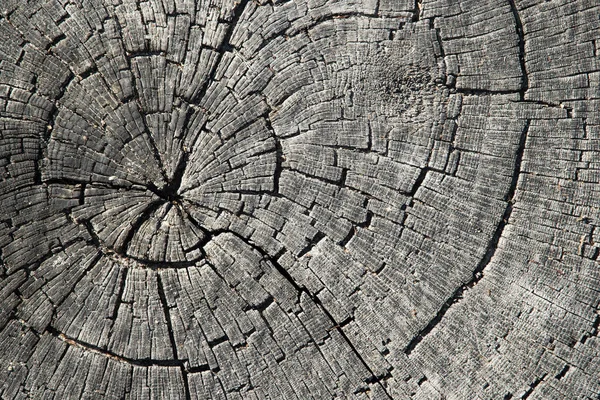Old cracked tree trunk textured background. — Stock Photo, Image