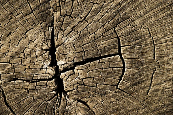 Old cracked tree trunk textured background. — Stock Photo, Image