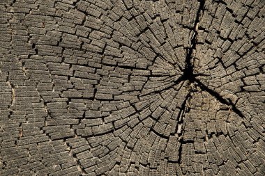 Kesit eski ağaç gövde dokulu arka plan kırık.