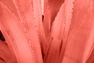 Agave leaves with thorn background in living coral color. Thorned agave close-up. Abstract cactus background.  clipart