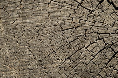 Yaşlı ağaç gövde dokulu arka plan kırık.