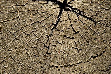 Yaşlı ağaç gövde dokulu arka plan kırık.