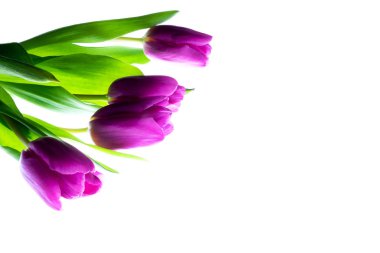 Mor Lale buketi Beyaz ahşap zemin üzerinde. 