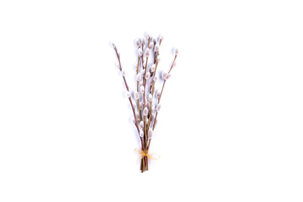 Willow catkins branches isolated on white background.  Place for text. — Stock Photo, Image