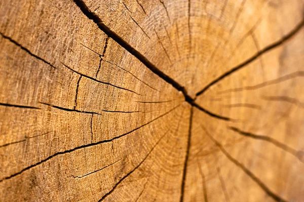Cross section of the dry timber. Wood texture of cut tree. — Stock Photo, Image