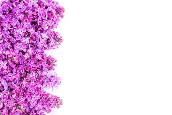 Buquê de flores lilás isoladas em fundo branco. Syringa vulgaris. Espaço para cópia. Cartão de saudação . — Fotografia de Stock