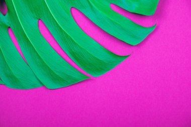 Asit plastik pembe arka plan üzerinde Tropikal bitki yeşil monstera yaprağı.