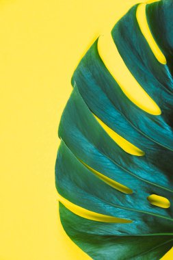 Sarı arka plan üzerinde Tropikal egzotik bitki yeşil monstera yaprağı.
