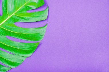 Mor (leylak) renk arka plan üzerinde Tropikal bitki yeşil monstera yaprağı.