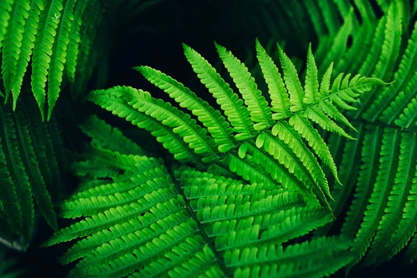 Όμορφη φρέσκο πράσινο φτέρη φύλλα φόντο. — Φωτογραφία Αρχείου