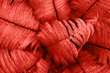 Güzel taze mercan rengi eğrelti otu arka plan bırakır. 