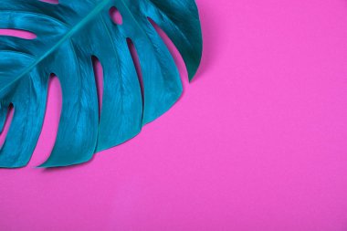 Pembe arka plan üzerinde Tropikal bitki yeşil monstera yaprağı.