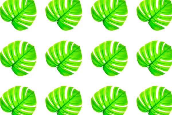 Vista superior del patrón de moda hecho con hoja de monstera de planta exótica tropical verde natural en retroiluminación aislada sobre fondo blanco . —  Fotos de Stock
