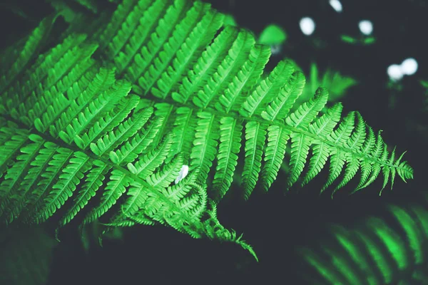 Belle verdure fraîche feuilles de fougère fond . — Photo