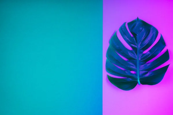Neon renkli tropikal bitki yeşil monstera yaprak asit pembe ve mavi-yeşil arka plan.