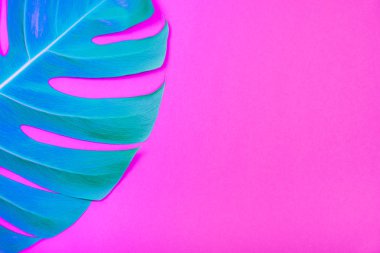 Neon renkli Tropikal bitki yeşil monstera yaprak asit plastik pembe arka plan.